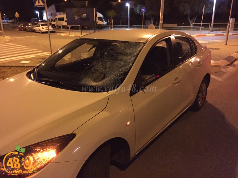 horse yeaffa (3).jpg